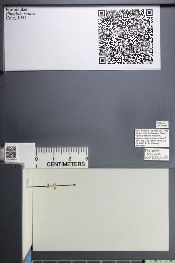 Media type: image;   Entomology 534626
